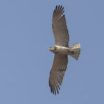 Beaudouin's Snake Eagle (image by Nik Borrow)