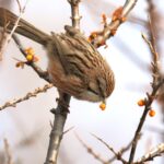Beijing Babbler (image by Hannu Jännes)