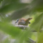 Bismarck Fantail in the Nakanai (image by Mark Beaman)