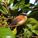Black-and-cinnamon Fantail (image by Rob Rackliffe)