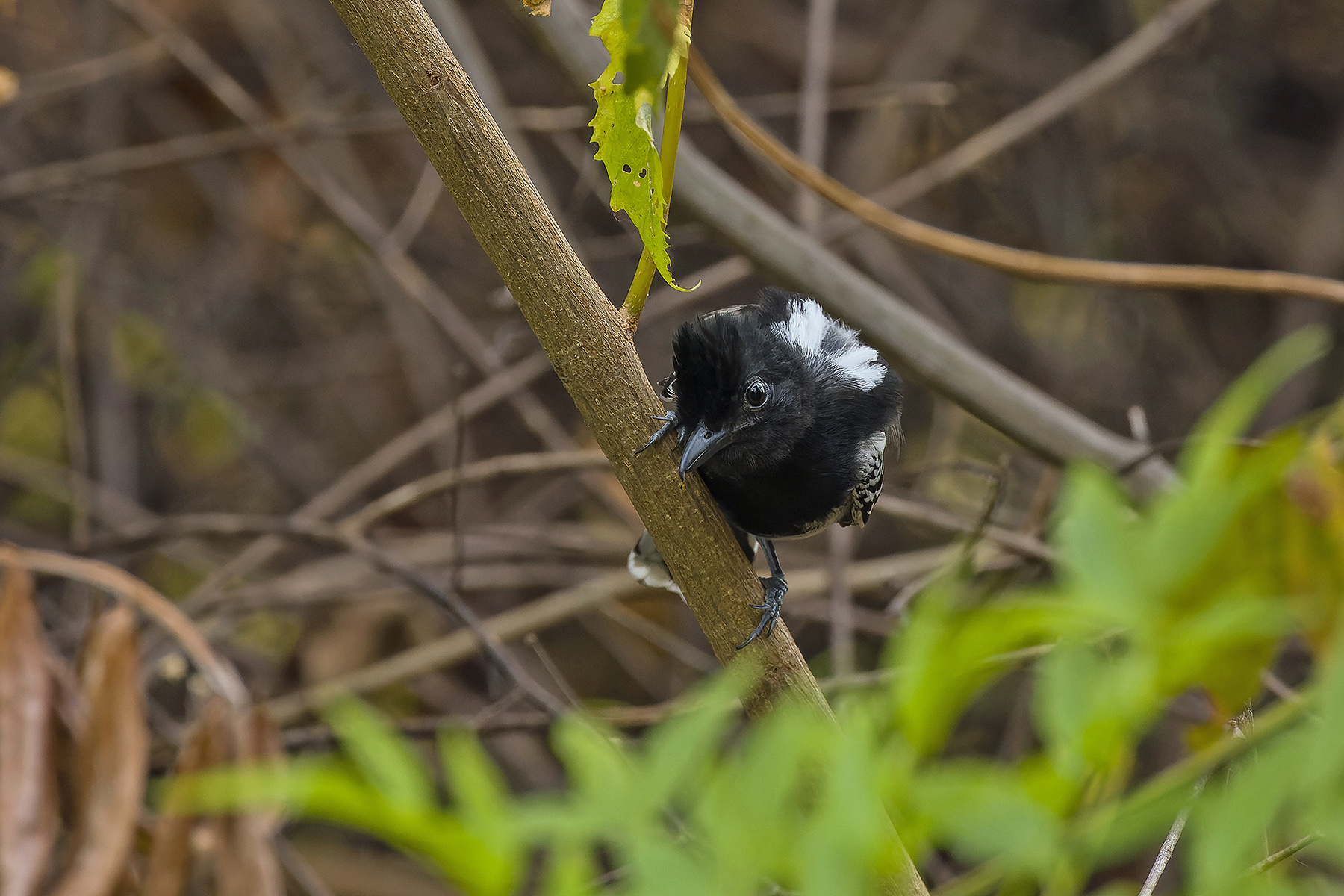Black-backed Antshrike (image by Pete Morris)