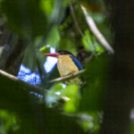 Black-capped Paradise Kingfisher (image by Mark Beaman)