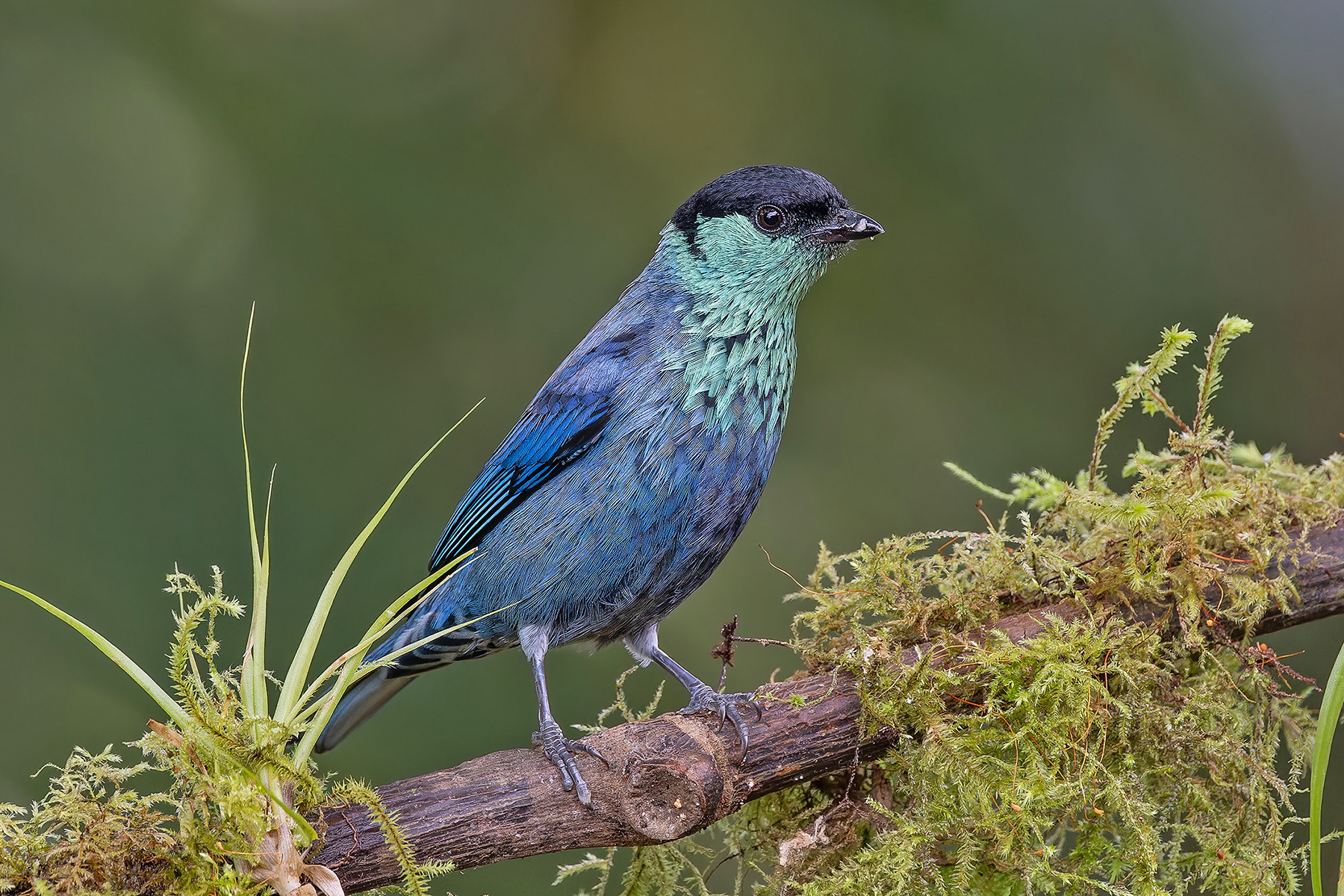 Black-capped Tanager (image by Pete Morris)