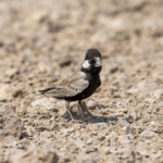 Black-crowned Sparrow-Lark (image by Mark Beaman)