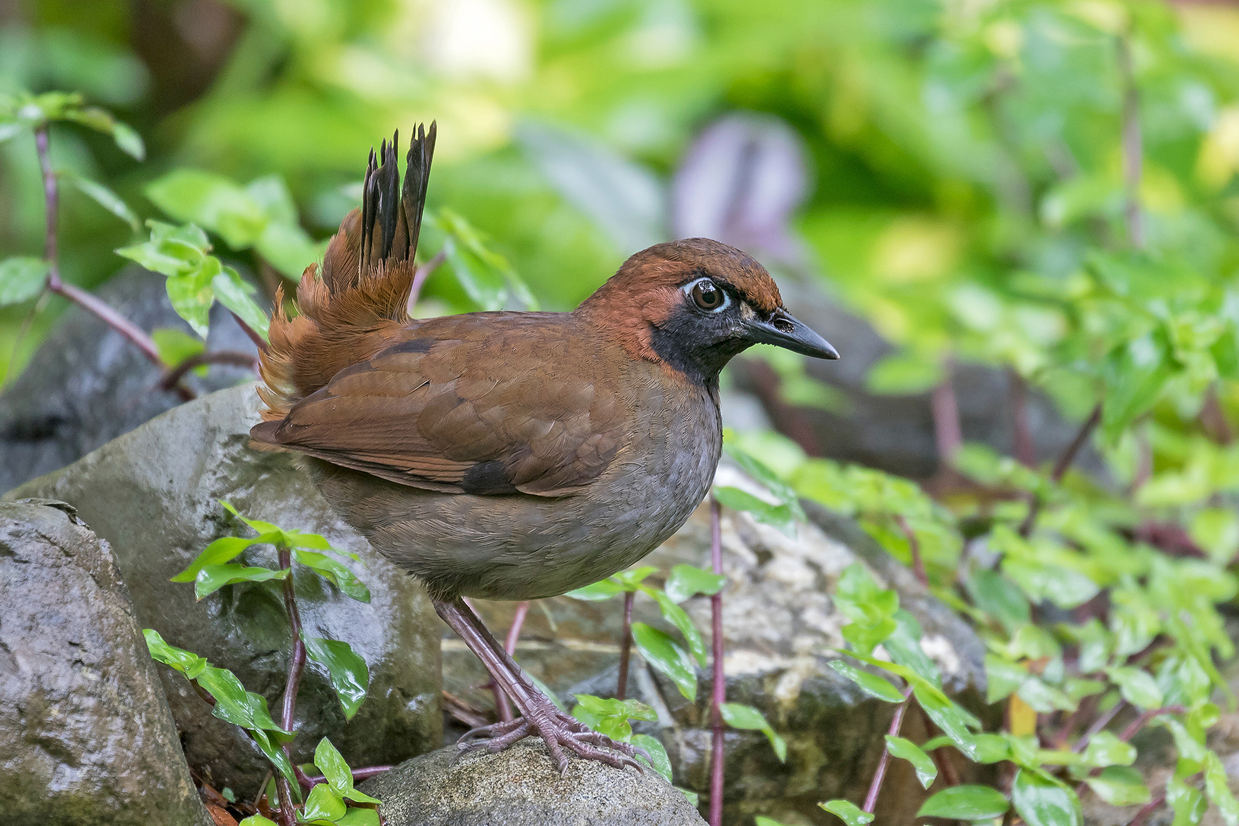 Black-faced Antthrush (image by Pete Morris)