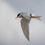Black-fronted Tern (image by Dave Howes)