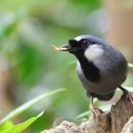 Black-throated Laughingthrush (image by Hannu Jännes)