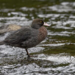 Blue Duck (image by Dave Howes)
