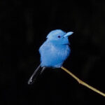 Blue Paradise Flycatcher (image by Rob Rackliffe)