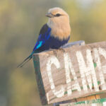 Blue-bellied Roller (image by Nik Borrow)