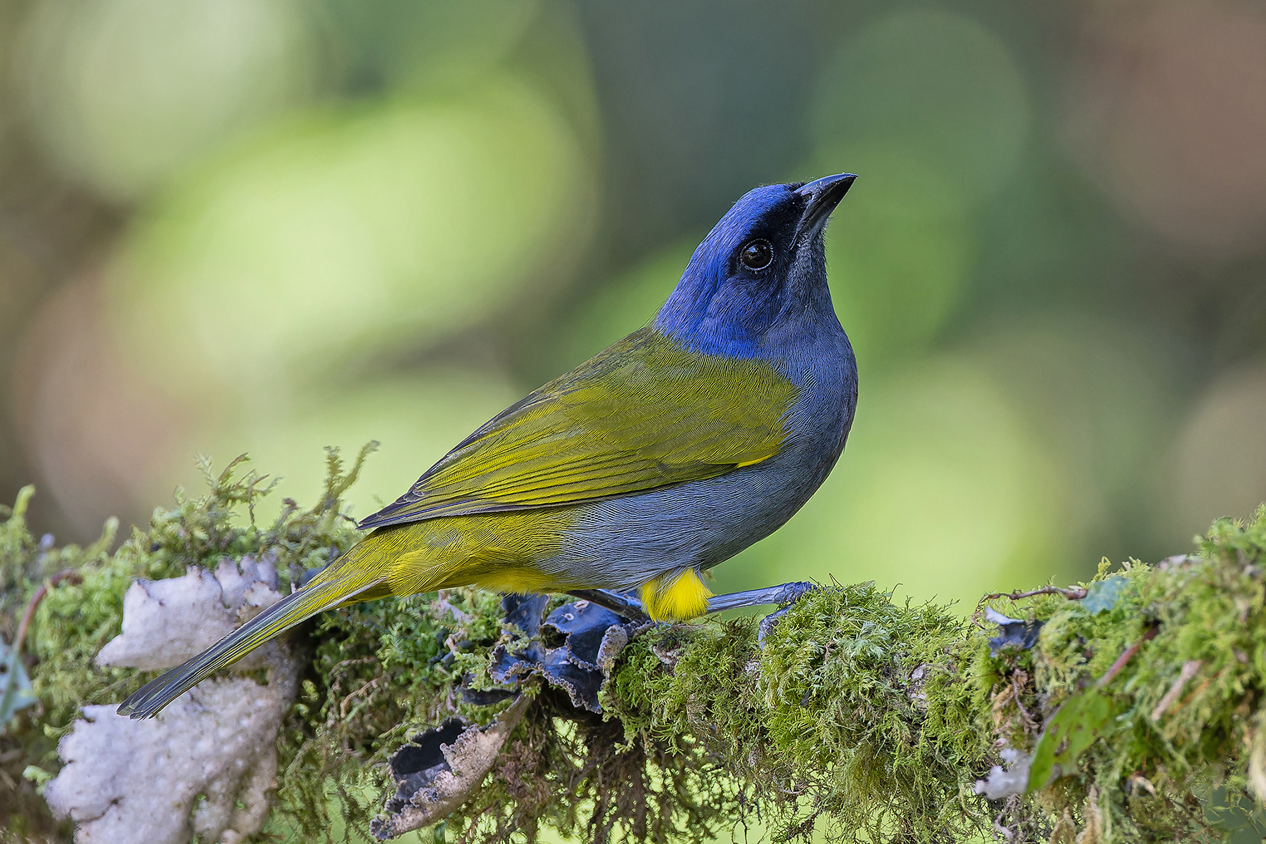 Blue-capped Tanager (image by Pete Morris)