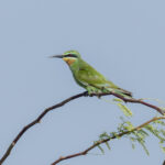 Blue-cheeked Bee-eater (image by Mark Beaman)