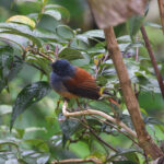 Blue-headed Fantail (image by Paul Matson)