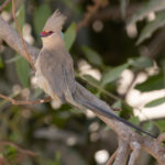 Blue-naped Mousebird (image by Nik Borrow)