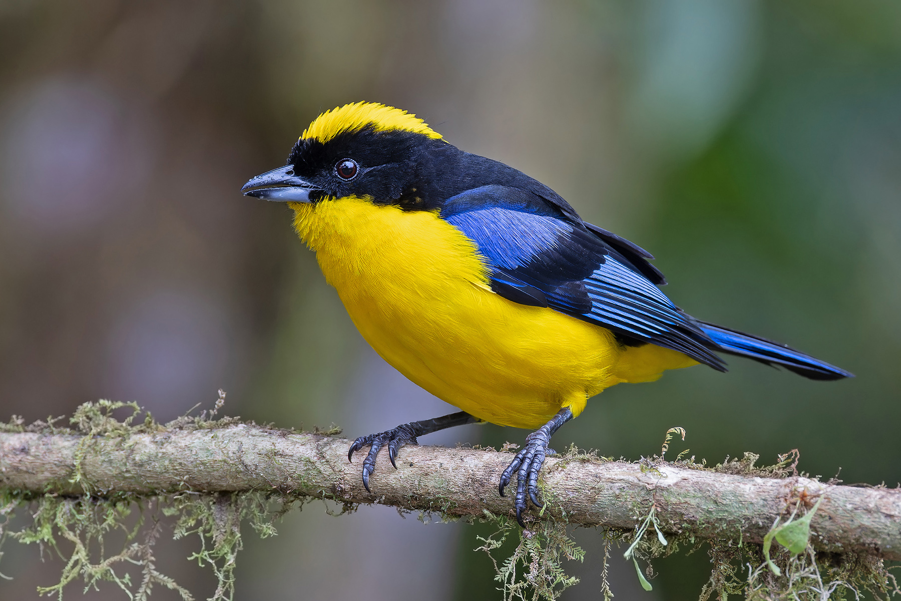 Blue-winged Mountain Tanager (image by Pete Morris)