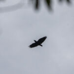 Bougainville Crow (image by Mark Beaman)