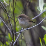 Brown Woodland Warbler (image by Mark Beaman)