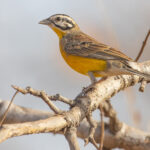 Brown-rumped Bunting (image by Nik Borrow)
