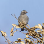 Brown-rumped Seedeater (image by Mark Beaman)