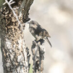 Brown-tailed Rock Chat (image by Mark Beaman)