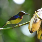 Brown-throated Sunbird (image by Paul Matson)