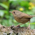 Buff-breasted Babbler (image by Hannu Jännes)
