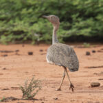 Buff-crested Bustard (image by Mark Beaman)