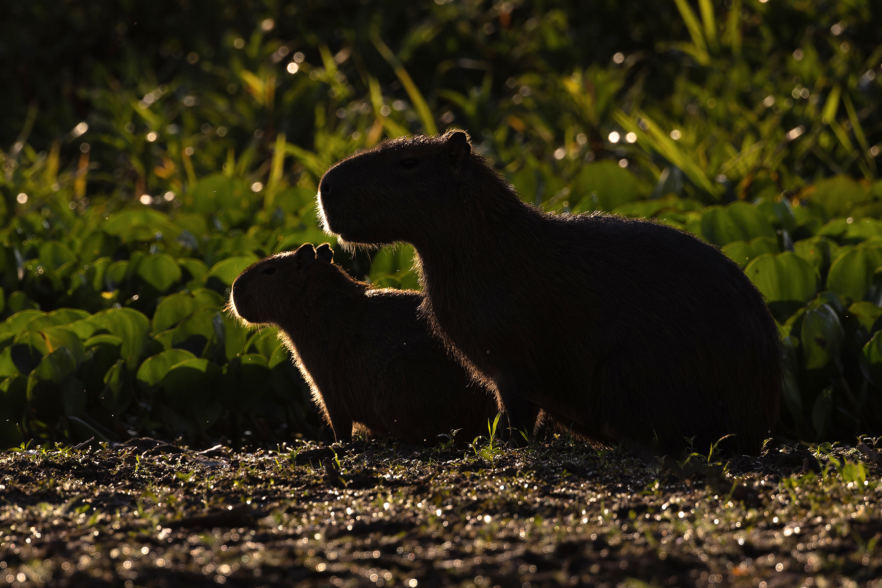 Capybaras (image by Pete Morris)
