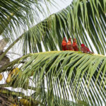 Cardinal Lories (image by Mark Beaman)