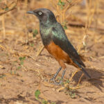 Chestnut-bellied Starling (image by Nik Borrow)