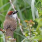 Chestnut-capped Babbler (image by Hannu Jännes)