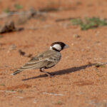 Chestnut-headed Sparrow-Lark (image by Mark Beaman)