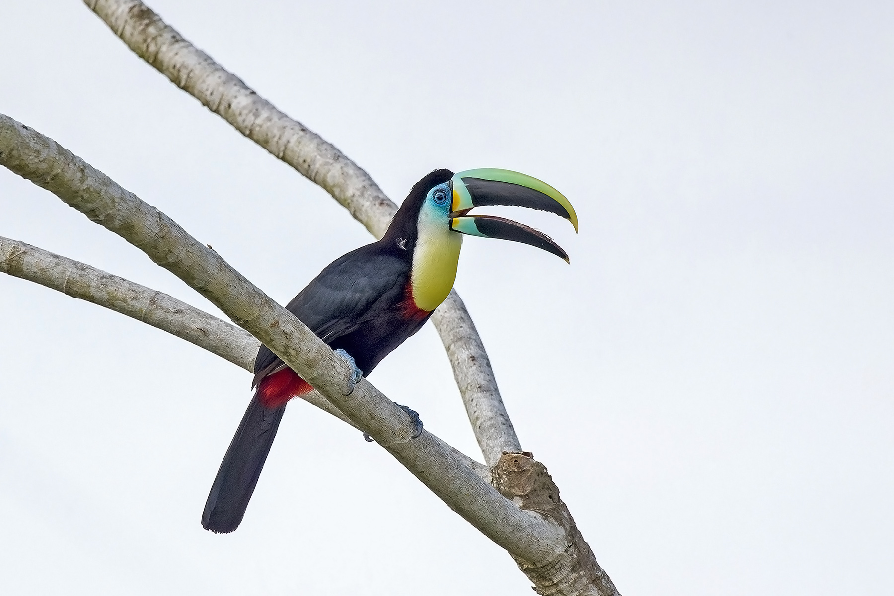 Citron-throated Toucan (image by Pete Morris)
