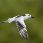 Crab-plover (image by Mark Beaman)
