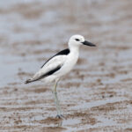 Crab-plover (image by Mark Beaman)