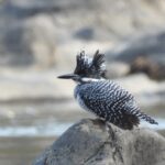Crested Kingfisher (image by Kevin Bollington)