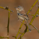 Cricket Warbler (image by Nik Borrow)