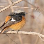 male Daurian Redstart (image by Hannu Jännes)