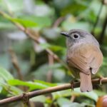 David's Fulvetta (image by Hannu Jännes)