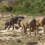 Desert Warthogs (image by Mark Beaman)