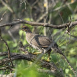 Djibouti Francolin (image by Mark Beaman)