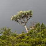 Dragon's Blood Tree (image by Mark Beaman)