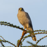 Eastern Chanting Goshawk (image by Mark Beaman)
