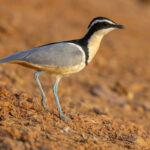 Egyptian Plover (image by Nik Borrow)
