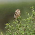 'Ethiopian' Little Owl (image by Mark Beaman)