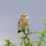 'Ethiopian' Little Owl (image by Mark Beaman)