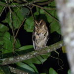 Everett's Scops Owl (image by Paul Matson)