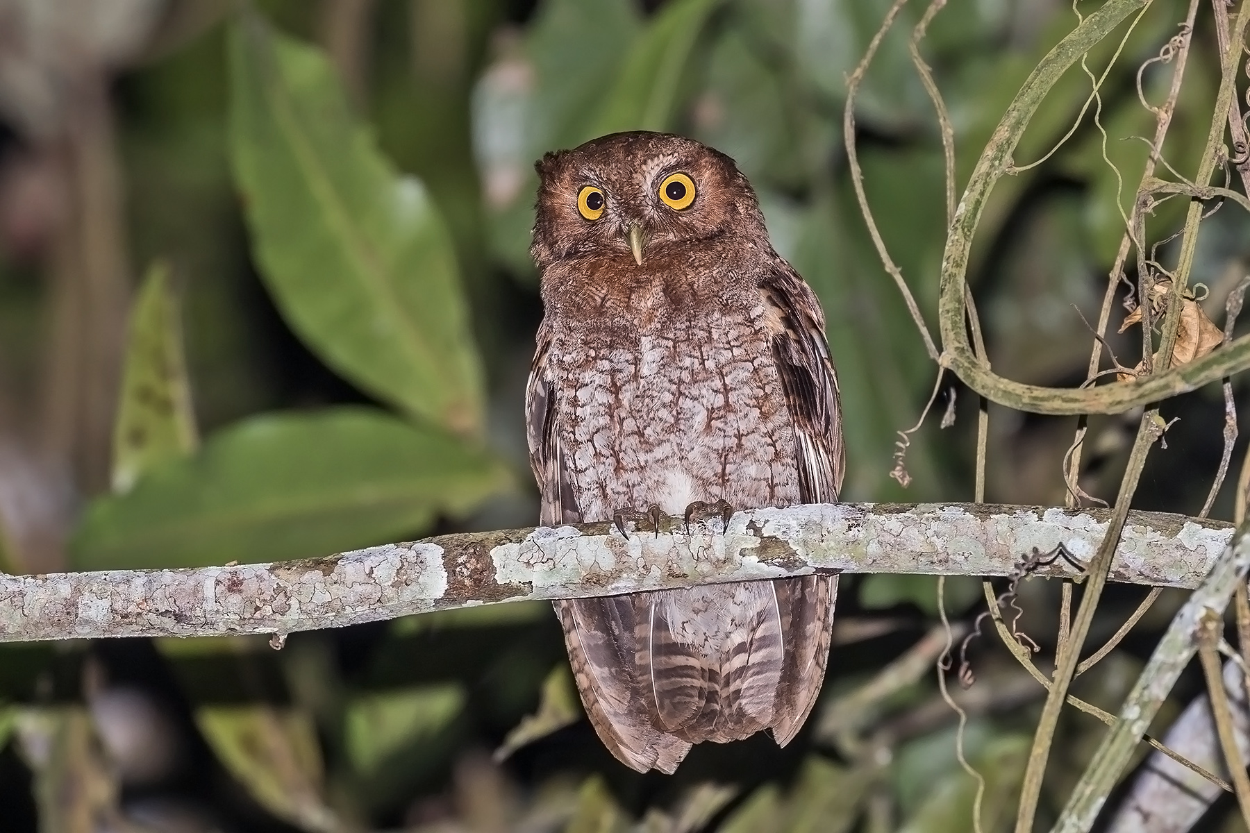 Foothill Screech Owl (image by Pete Morris)