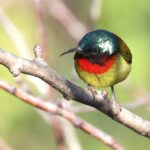 Fork-tailed Sunbird (image by Hannu Jännes)