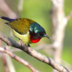 Fork-tailed Sunbird (image by Hannu Jännes)